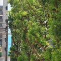 藤沢