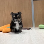 愛知県春日井市 ペットショップワンラブ イオン春日井店のスタッフブログ