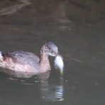 渓流釣りと食べ歩き桐生岩魚のブログ