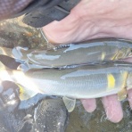 ☆甲州の渓流釣りバカ日誌☆