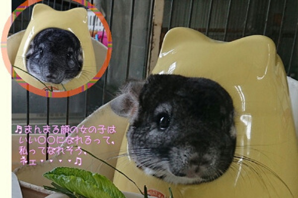 まん丸顔の Small Animal Land