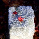 京都 賀茂御租神社の紅葉2024 と 加茂みたらし茶屋 加茂みたらし団子