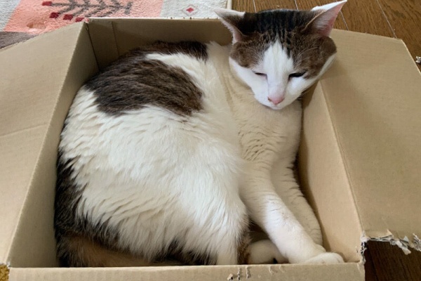 ウチの猫と サッカーと 大宮アルディージャ好き夫婦の四方山話