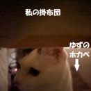 朝の襲来…ウサギ？