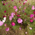 『秋桜』の画像