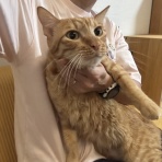 ねころぐ ～にゃんごくLife @クアラルンプール～