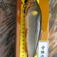 強い瀬に 良型鮎が。。。。。。。。