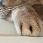 いぶし銀？ぼくさま