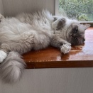 ファーファちゃん、またね～