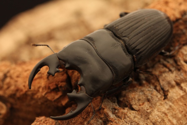 オオカブトの部屋 - プラティオドンネブトクワガタ