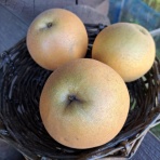 減農薬野菜、果物、お花、こだわりのうつわのお店　- 花うつわ大地（花咲農園） -