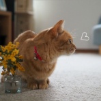 湘南凸凹柴WAN日記