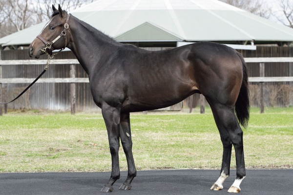 スピールフォーム　ウマ　馬 スピールフォーム ウマ 馬