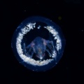 5月8日　刺激的な水中生物