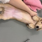 ペットショップワンラブ カインズ名古屋当知店ペッツワンコーナースタッフブログ