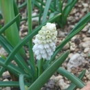 右目の手術・庭は春爛漫