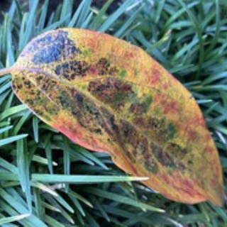 僧侶でアナウンサー川村妙慶の日替わり法話