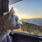 たかシェフのおうちごはん。と、白い犬。と、チワワ。