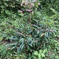マンリョウの花