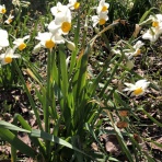 すっとこどすこい株投資