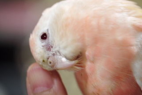 新 神様からの預かり物 うちのアキクサインコ達他 唯 アキクサ ルチノー