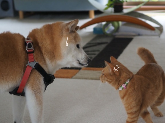 犬猫妄想会話