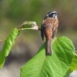 今日の野鳥　オオヨシキリ・カワラヒワ・カワセミ・トビ・キジ・ホオジロ