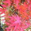 両手バックはヒジが体に近いとスイングが小さくなる