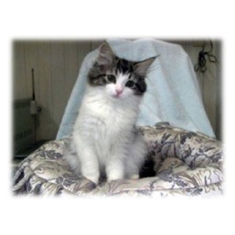 虹の橋で20歳の誕生日を迎えました