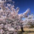長野で4月の桜を見る