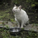やさしいねこ ６
