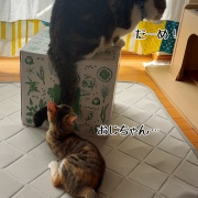 シュウさまはスイカ。
