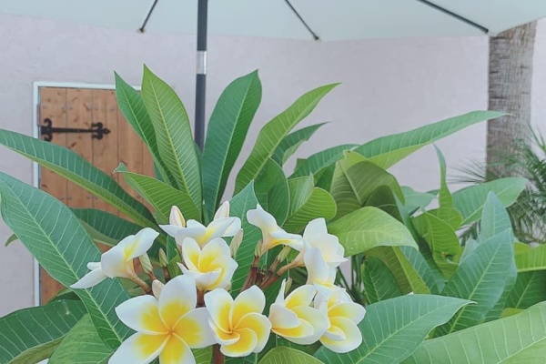 西川名だより 南房総の風景