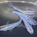 メダカ•金魚入舎情報‼️