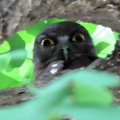 2025天然記念物大銀杏でアオバズクを撮る🦉XVIII（足利市鑁阿寺）