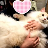 『【7月27日】止まらない悲しみ…』の画像