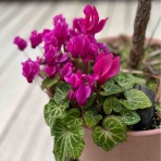    のぶちゃんのぴくにっく～♪(●^o^●)