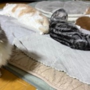 ネネがいないと思っていたら・・・