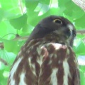 2026天然記念物大銀杏でアオバズクを撮る4🦉📸（足利市鑁阿寺）