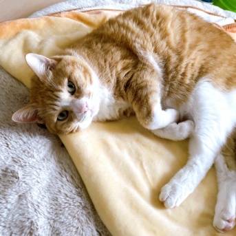何度も抱っこされたい猫。