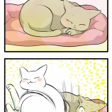 お姉ちゃんを見失わない猫