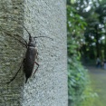 なぜか - ウスバカミキリなど【2026年7月 東京都】