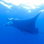 石垣島ダイビングブログ