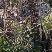 ���������衡��������������־졡�����㤬�ʥ���