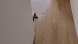 うちの猫をみてくれ（※画像あり）