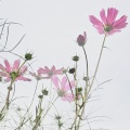 季節の境目に咲く花たち