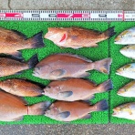 竹村貸舟店【高知県 浦ノ内湾～宇佐～須崎市横浪半島沖の船釣り】釣果情報 & ブログ