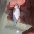 今日も暑いですが、タナゴ釣り～