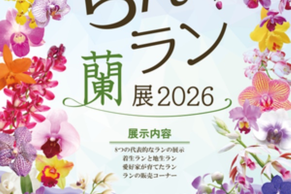 らん・ラン・蘭展2026年へ①(2026年1月) : ユーフォルビア・オベサ