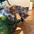 クリスマスツリーを出しました